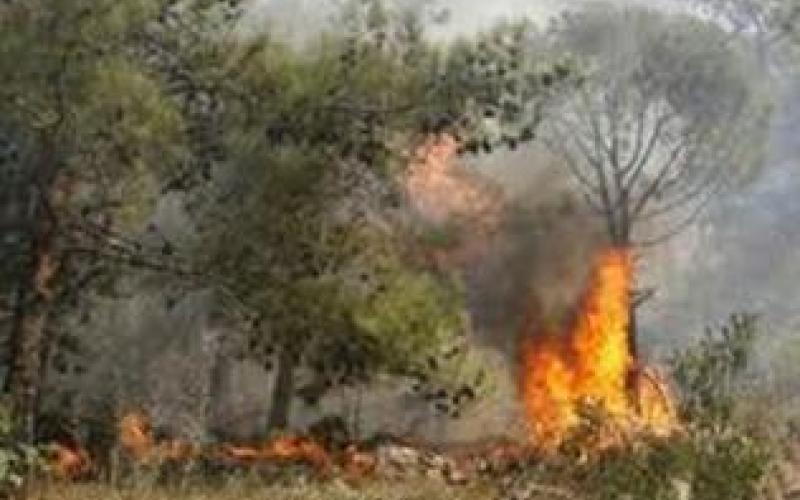 موسم الصيف .. موعد متجدد مع الحرائق الإسرائيلية الحدودية 