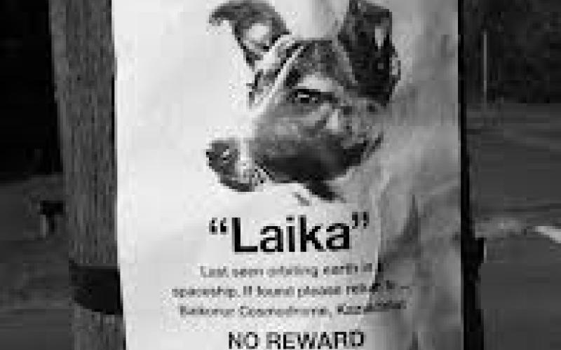 ابحثوا معي عن كلب