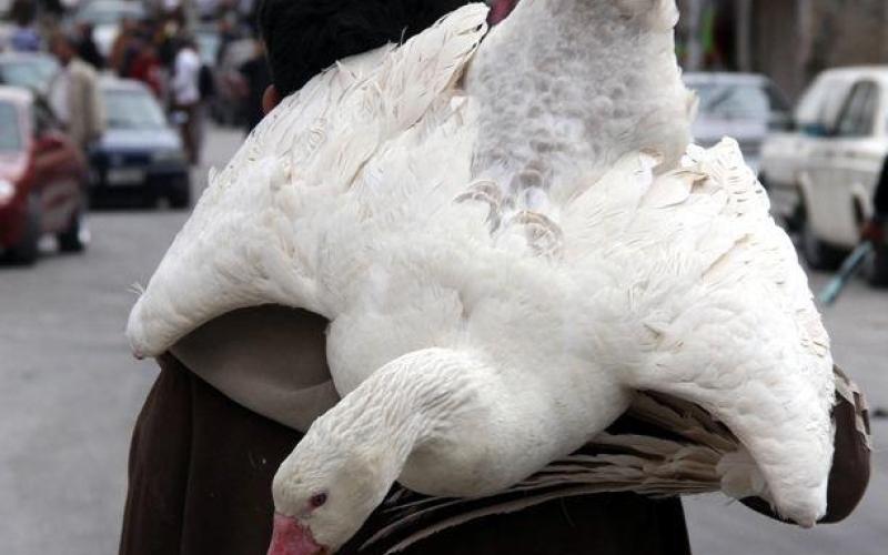 طفل يحمل أوزة على ظهره في مخيم الحسين - تصوير زيد الصرايرة