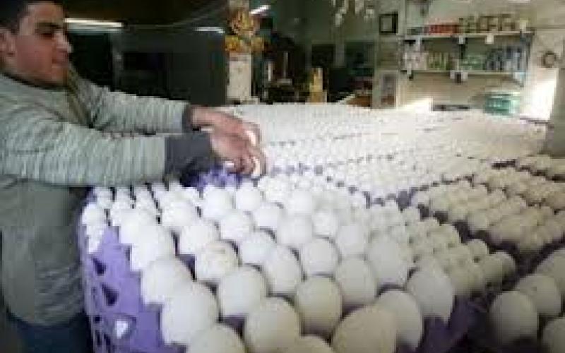 توقعات بانخفاض أسعار البيض في رمضان