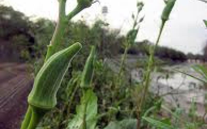 اللطم في الزمان الخرابيشي