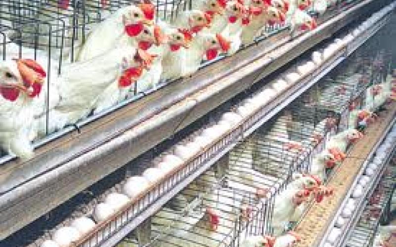 تحديد سعر بيع الدواجن