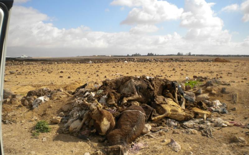 الضليل تتحول الى مقبرة مفتوحة للماشية النافقة