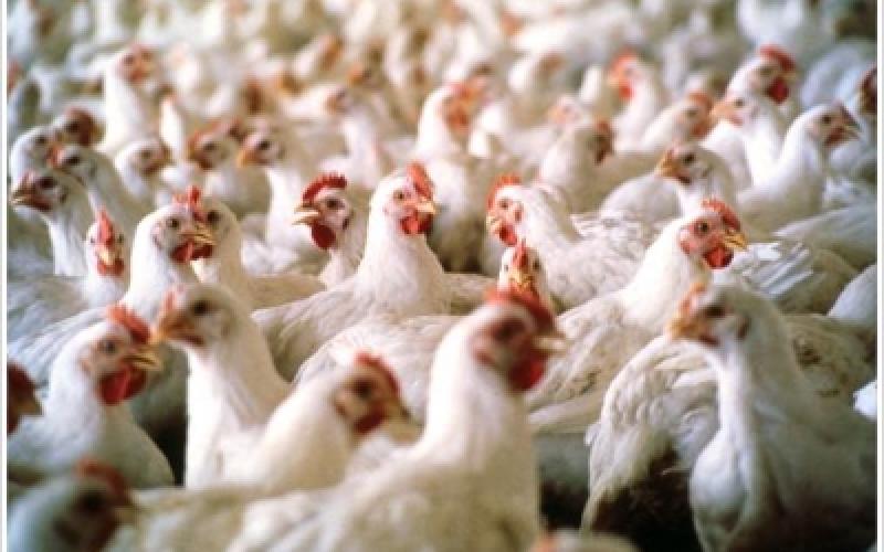 انخفاض أسعار الدواجن