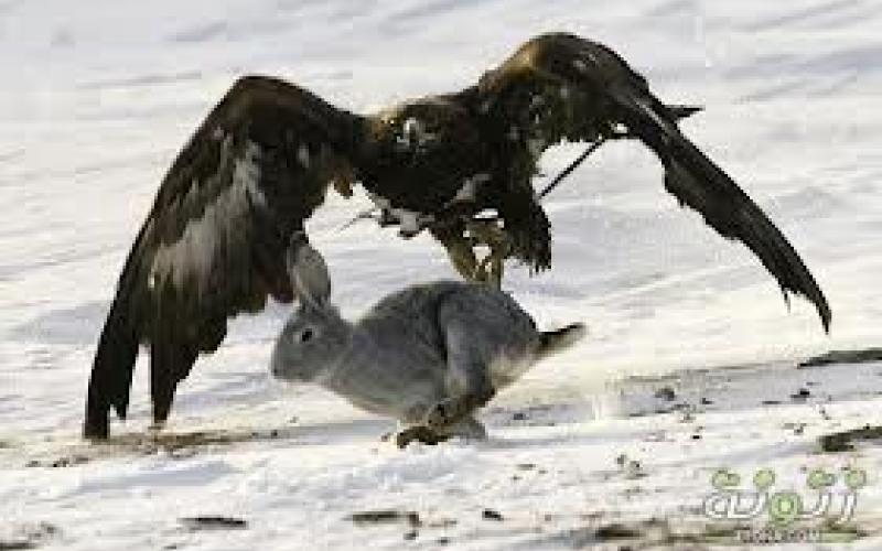 نصيحة النسر