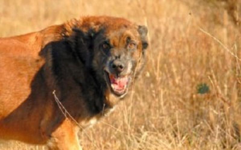 الطب الشرعي: تطابق نتائج تشريح الطفل مع نهش حيوان مفترس