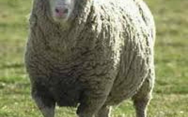 تجهيزات الأمانة لاستقبال أضاحي العيد
