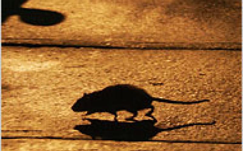 أنا و"الجردون" وهواك..!