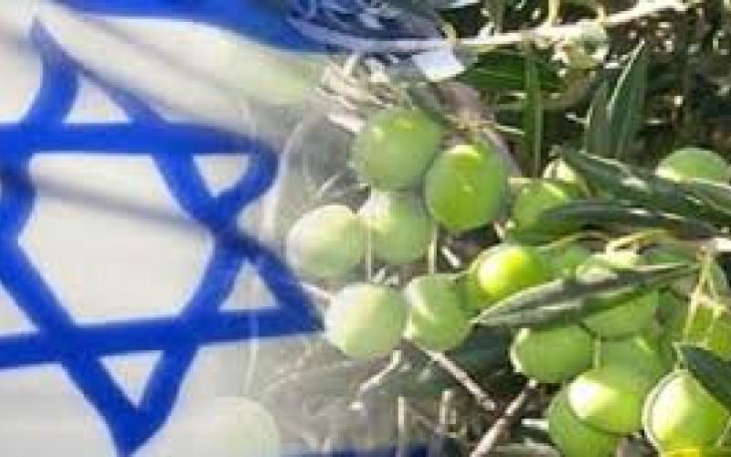 مجابهة التطبيع تدين تصدير زيت الزيتون لإسرائيل