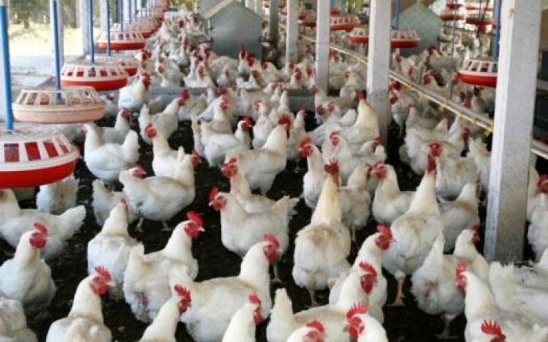خسائر في قطاع الدواجن بسبب المنخفض