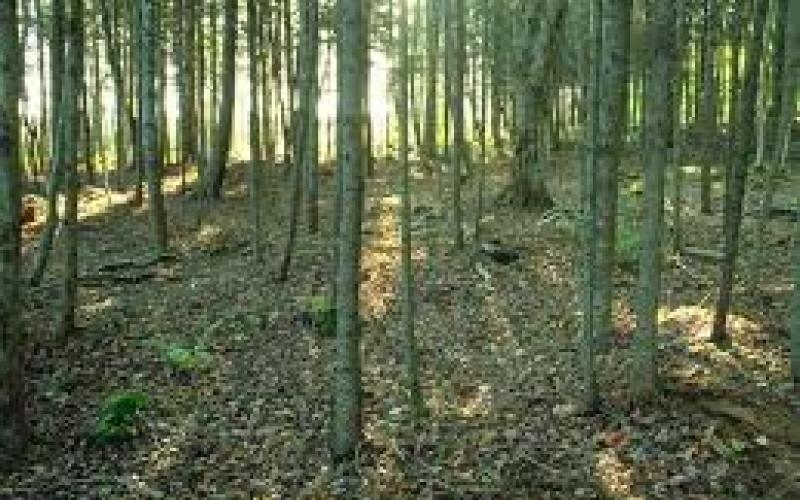 الاستعانة بقوات الدرك للحد من "تجارة الأشجار"