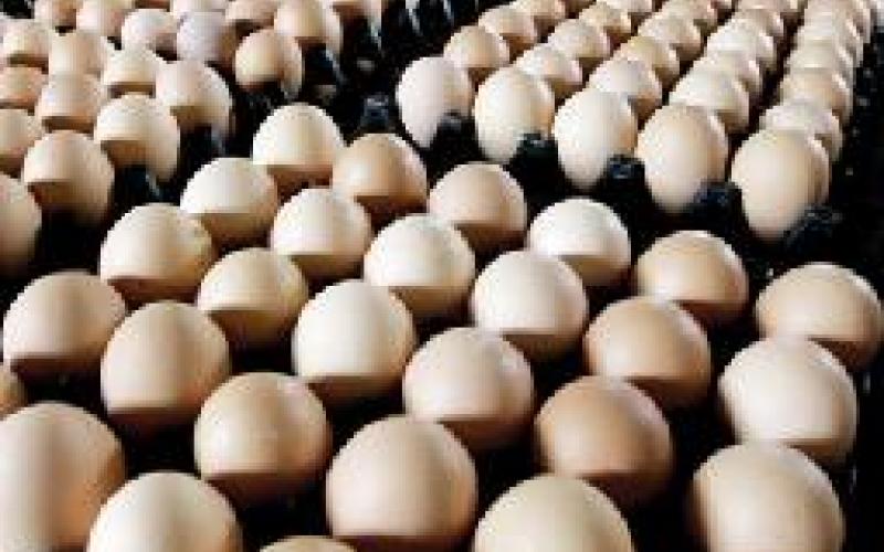مربو الدواجن: لا مبرر لاستيراد بيض المائدة