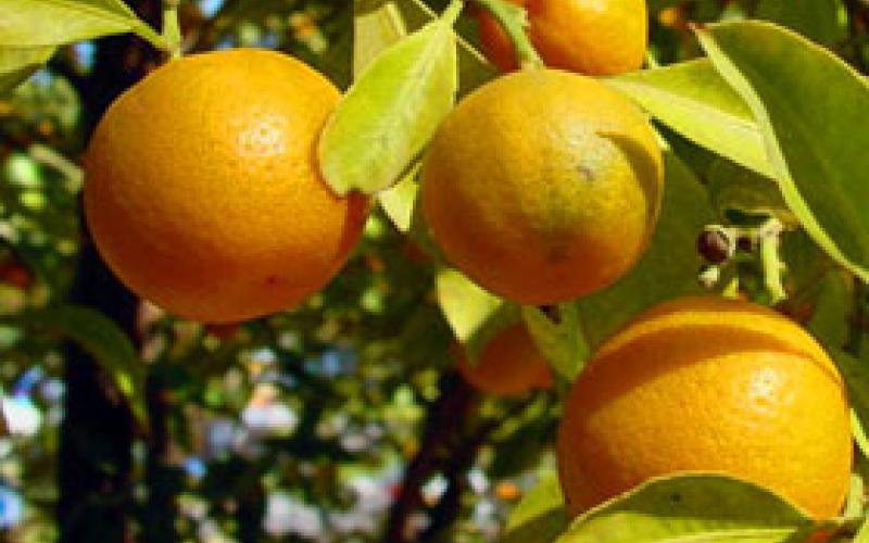 90 طن حمضيات سورية تدخل الأردن يومياً