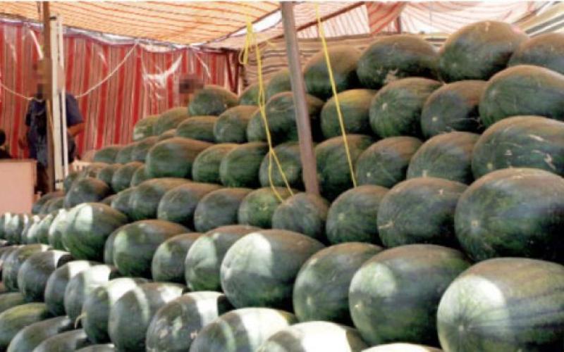 الامانة تستقبل تراخيص معرشات البطيخ مطلع نيسان