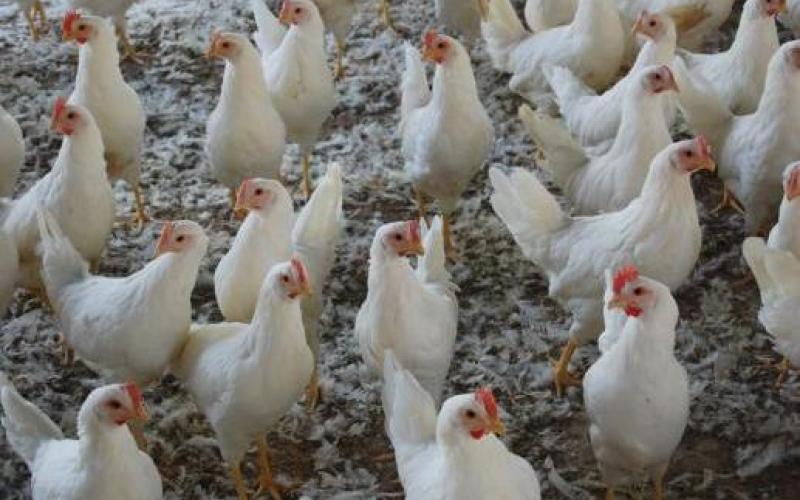 انخفاض اسعار الدواجن واستقرار الخضار