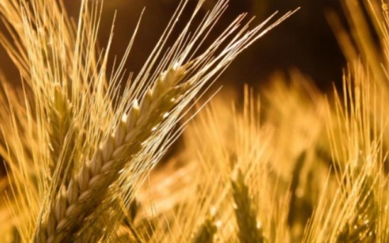 مناقصتان لشراء 100 ألف طن من القمح