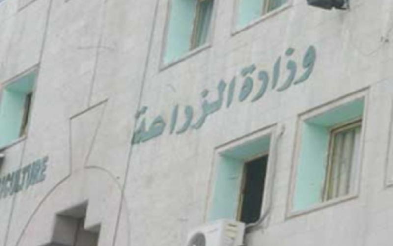 الزراعة: من المبكر الحديث عن حالة جفاف