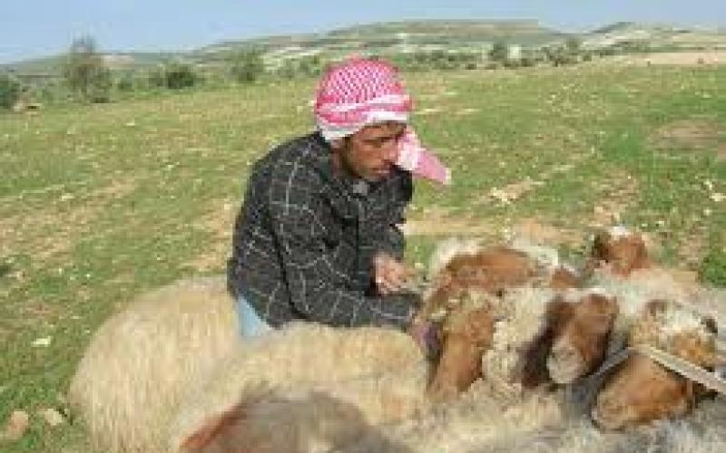 الأمطار تبدد مخاوف مزارعي مادبا