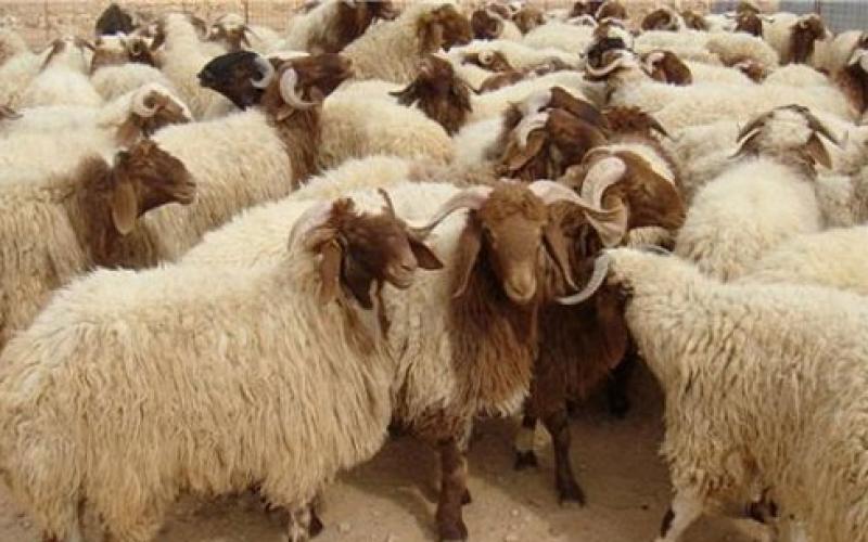 الزراعة: ارتفاع أسعار المواشي لن ينعكس على أسعار اللحوم
