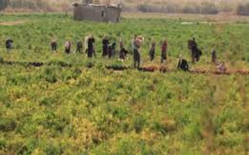 توقعات بتحسن الموسم الزراعي