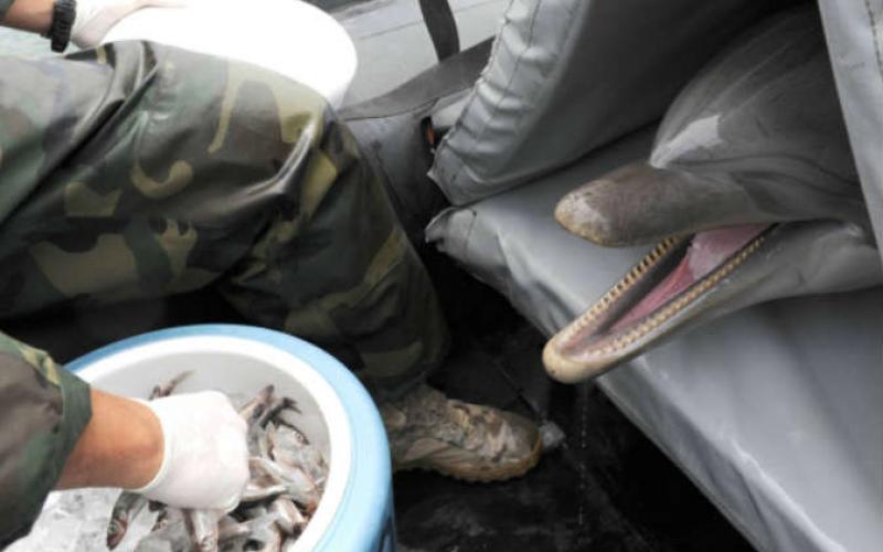 الدلافين تخدم في.. البحرية الروسية