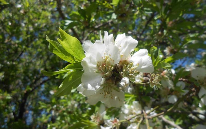 الربيع في شمال الأردن - بلدة شطنا بإربد