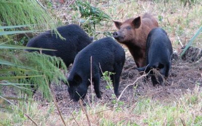 كلاب وخنازير المستوطنين تهاجم مزرعة أغنام في جنين