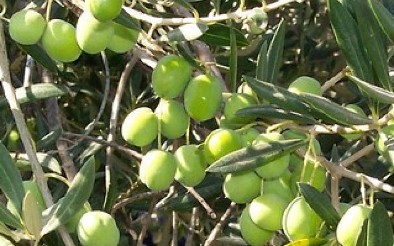 تصدير 15 ألف طن من الزيتون لإسرائيل