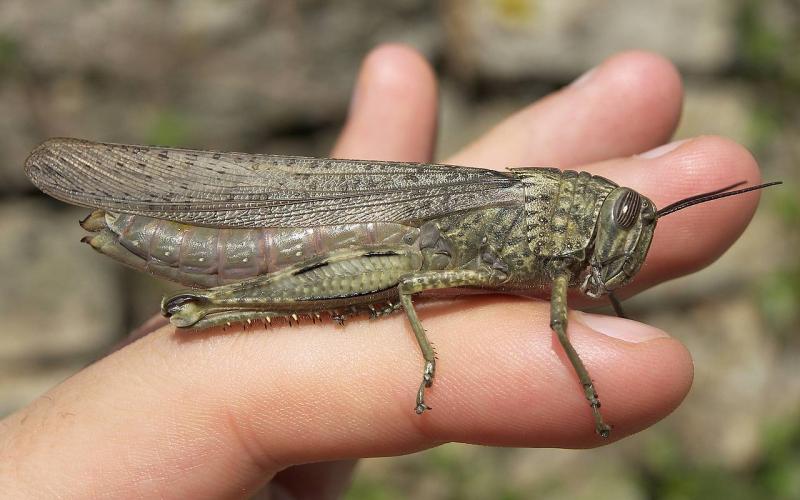 الزراعة: الجراد بعيد جداً عن الأردن