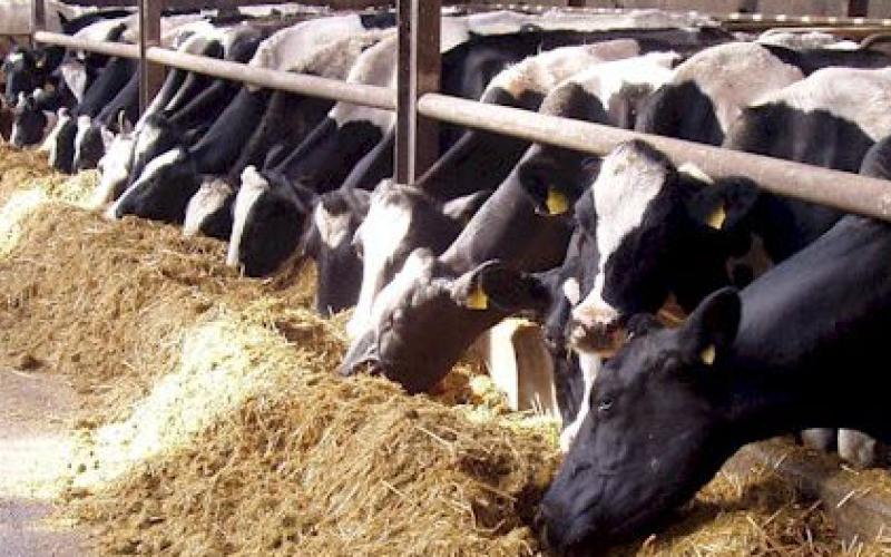 المفرق: ضبط بقرة مصابة بالحمى القلاعية