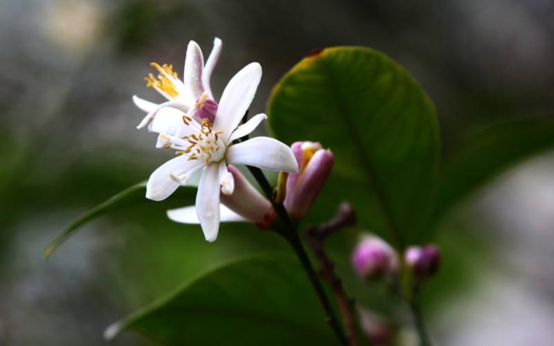 زهرة الليمون - عدسة الزميل: سهم الربابعة