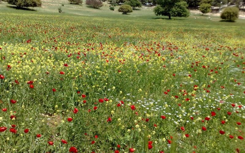 طقس ربيعي ومعتدل حتى الاثنين