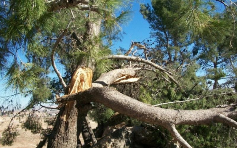 ناشطون يطالبون بالتحقيق بالاعتداء على الأشجار في عجلون