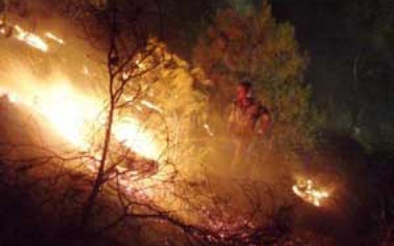 حريق يلتهم 50 دونما من الأشجار الحرجية بدبين