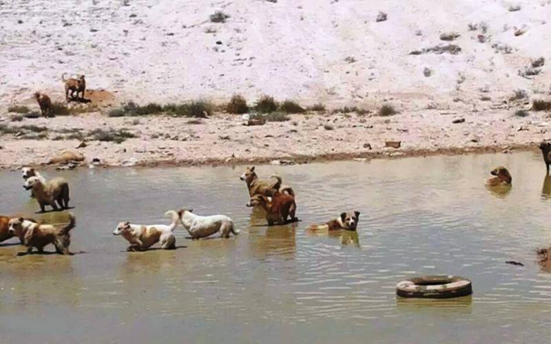 قطعان الكلاب الضالة تغزو الظليل وتعقر اربعة مواطنين خلال اسبوعين 