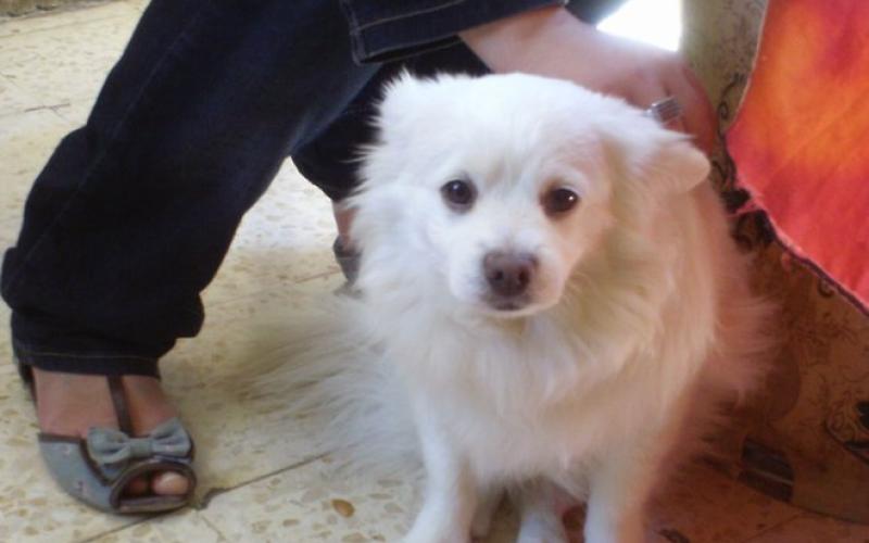  الكلاب الأليفة تجد طريقها الى بيوت الزرقاويين