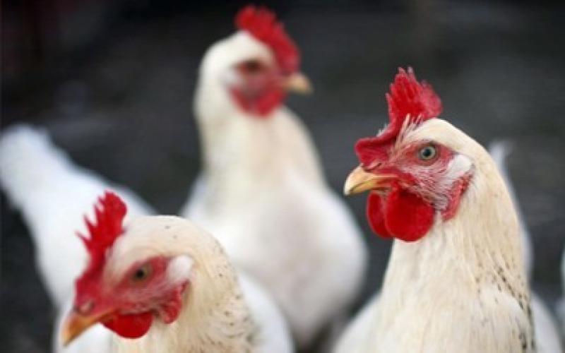 التجارة: أسعار الدواجن طبيعية