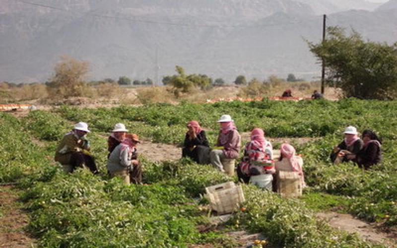 جمعيات المياه بالأغوار تلقى استحسان المزارعين - فيديو 