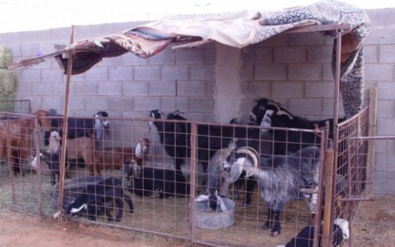 شكوى من انتشار حظائر الماشية في جبل رحمة