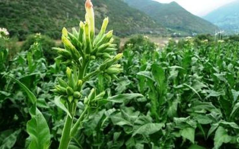الزراعة تبحث الاستثمار في زراعة الـ"التبغ البري"