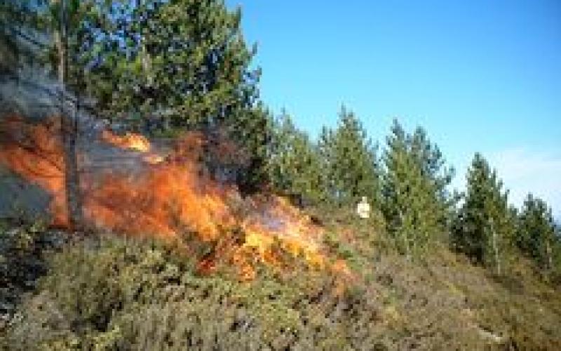 عجلون:حرائق مفتعلة تأتي على 300 شجرة