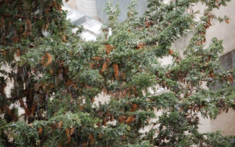 أجواء باردة وأمطار مصحوبة بالرعد والثلوج