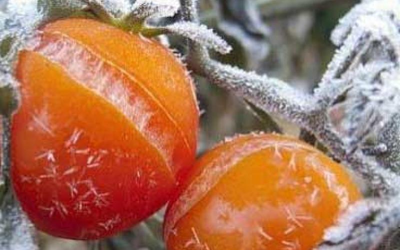 الزراعة: أضرار جسيمة بالمزروعات بسبب الصقيع والثلوج