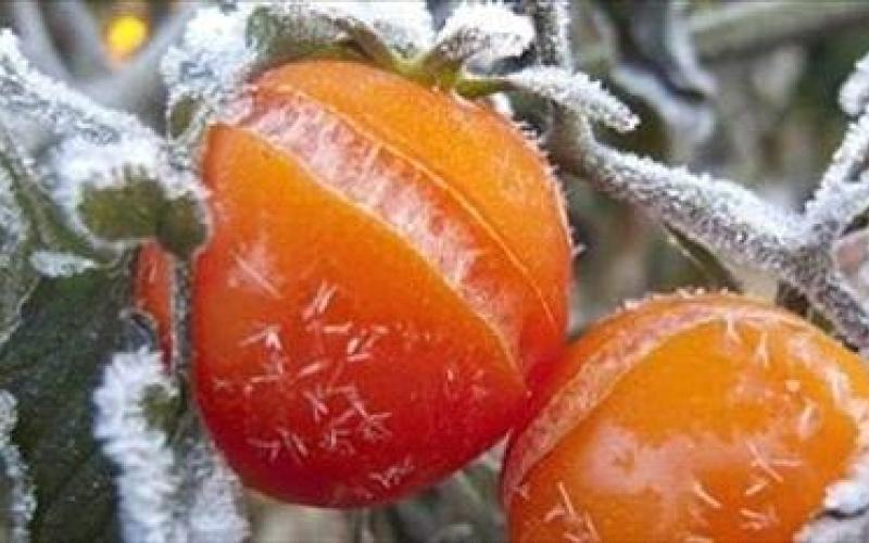 الزراعة: لجان حصر خسائر "هدى" تبدأ عملها