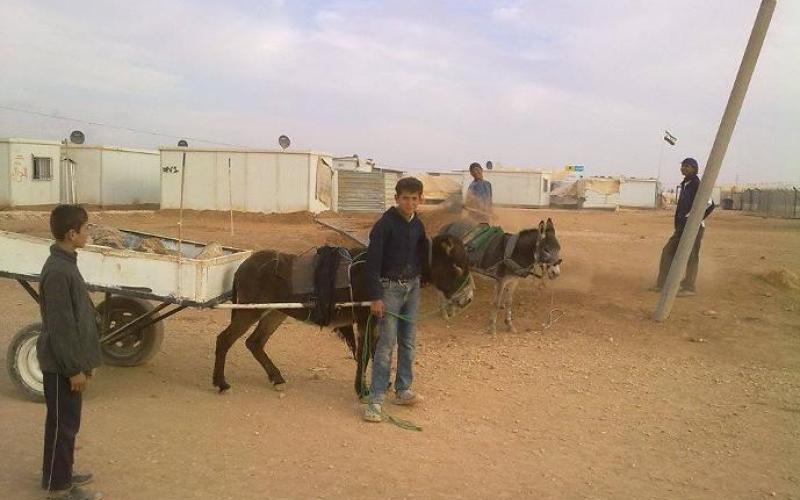 الحنطور... وسيلة النقل الأكثر استخداما في "الزعتري"