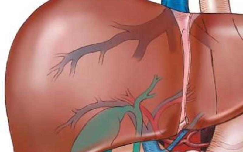 180 اصابة بمرض الكبد الوبائي" ب" سنويا في الزرقاء