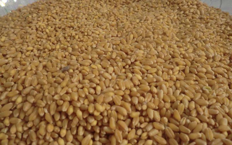 موّرد شحنة القمح البولندية للأردن يطالب بإعادة فحصها