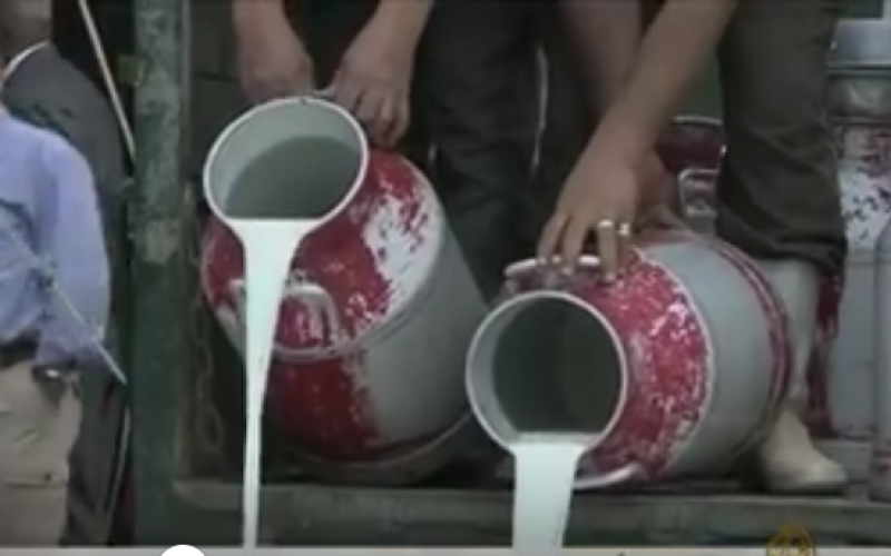 اصحاب مزارع في الظليل يلوحون بالاعتصام مع ابقارهم أمام رئاسة الوزراء