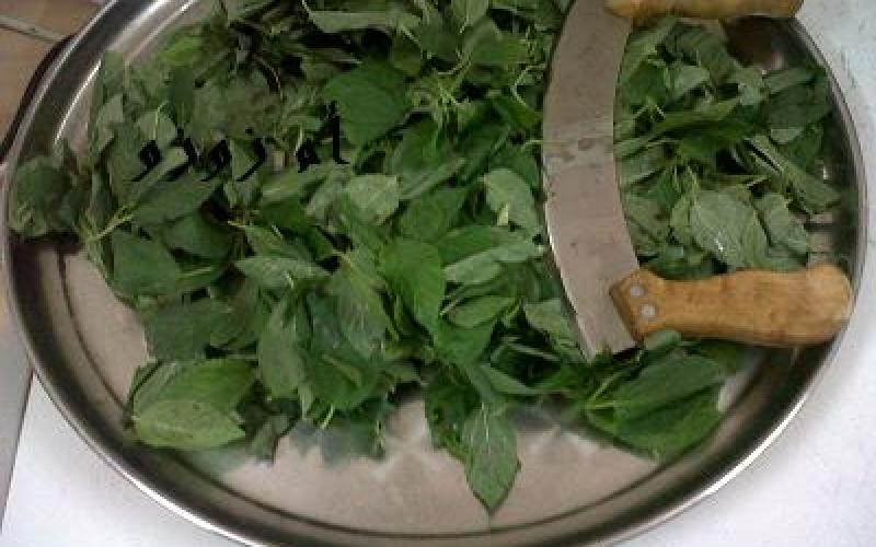 موسم الملوخية.. لمّة للجارات وهدايا للغائبين