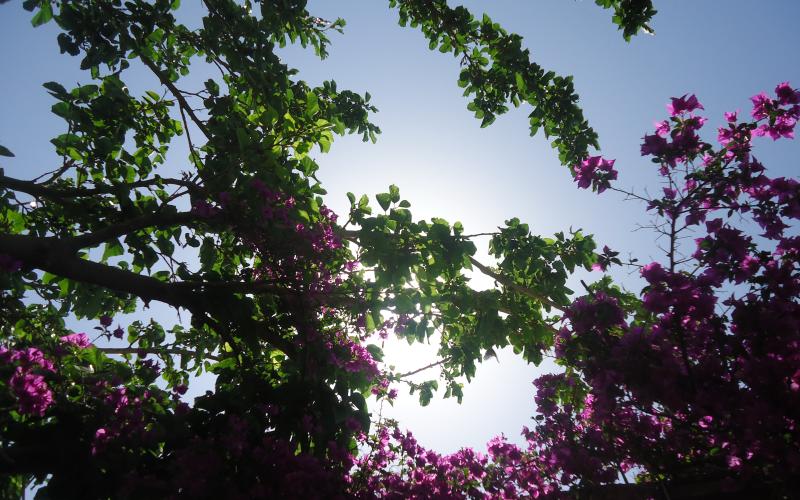 أجواء معتدلة والعظمى في عمّان 23 درجة